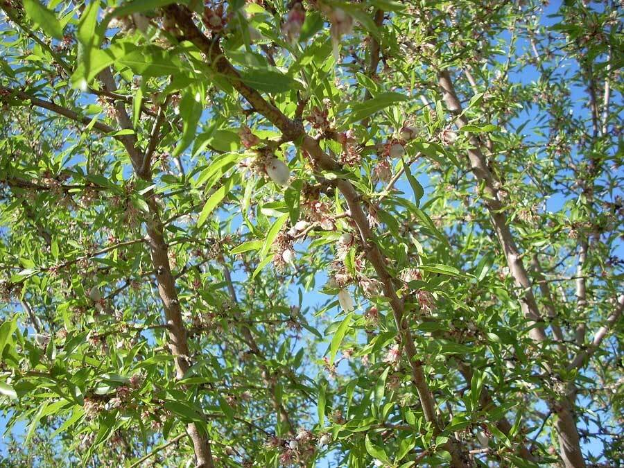 Almond Trees in Bloom